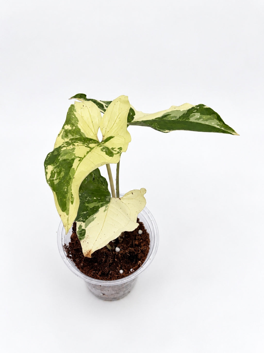 Solhaven 0025 | 446f23d7-370b-4fa1-82c7-2505338e3221 | 2 | 9197eb0a1897a78af677d8e919fd7ccba47e10f75d9420724b32b947aadf11d3