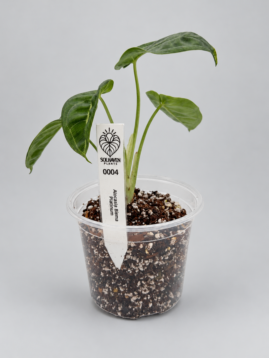 0004 - Anthurium Crystal NOID