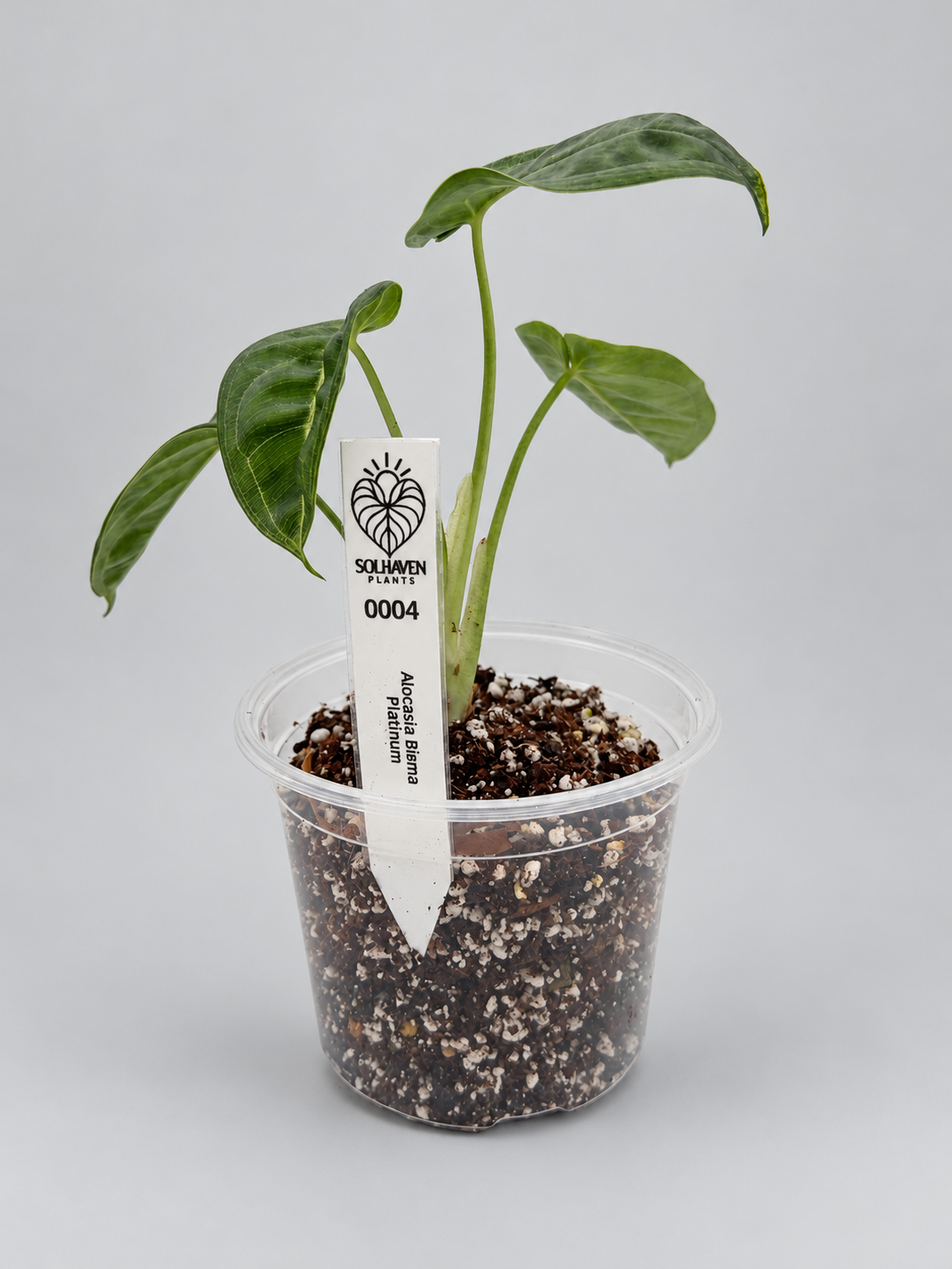0004 - Anthurium Crystal NOID