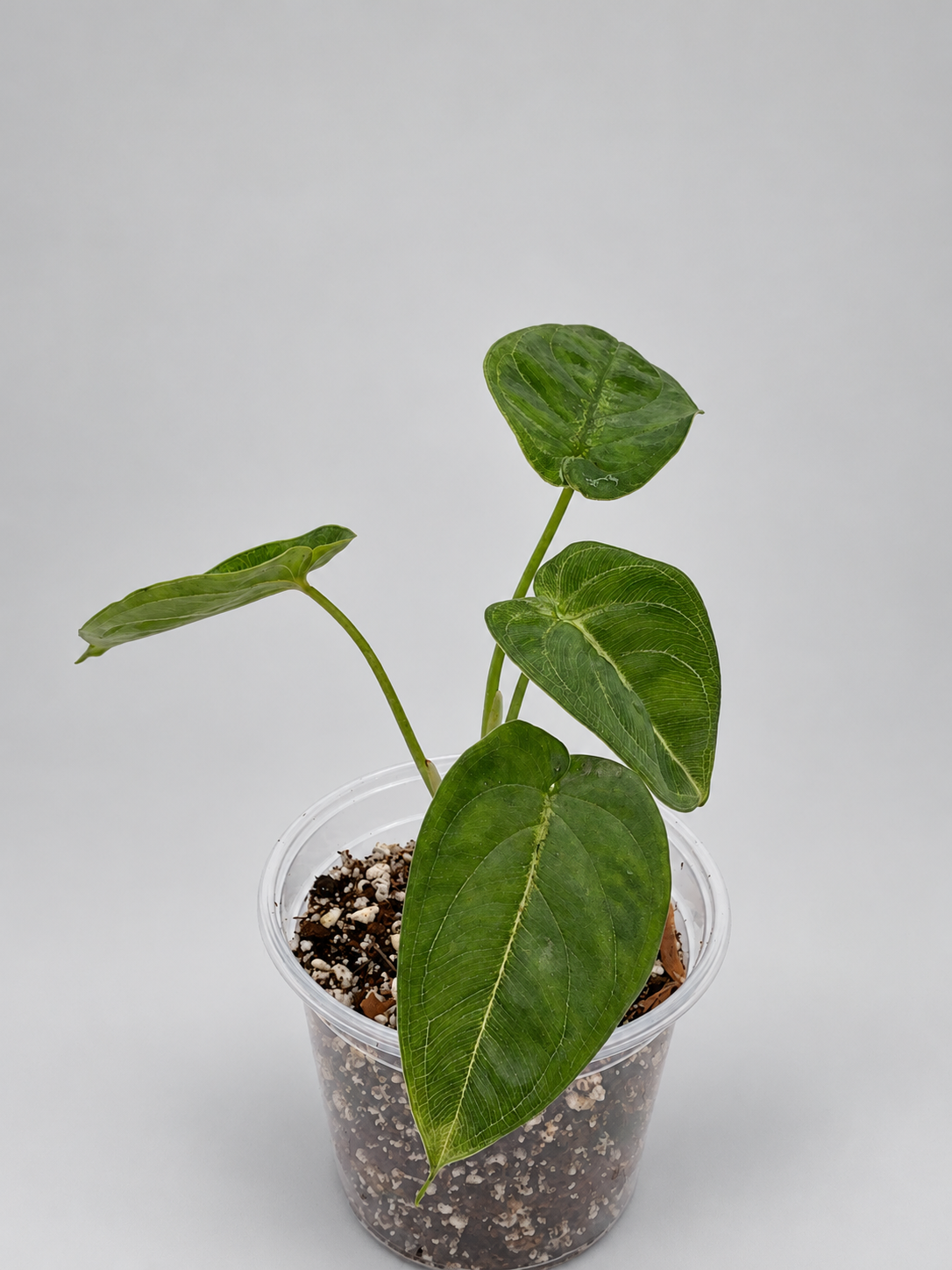 0004 - Anthurium Crystal NOID