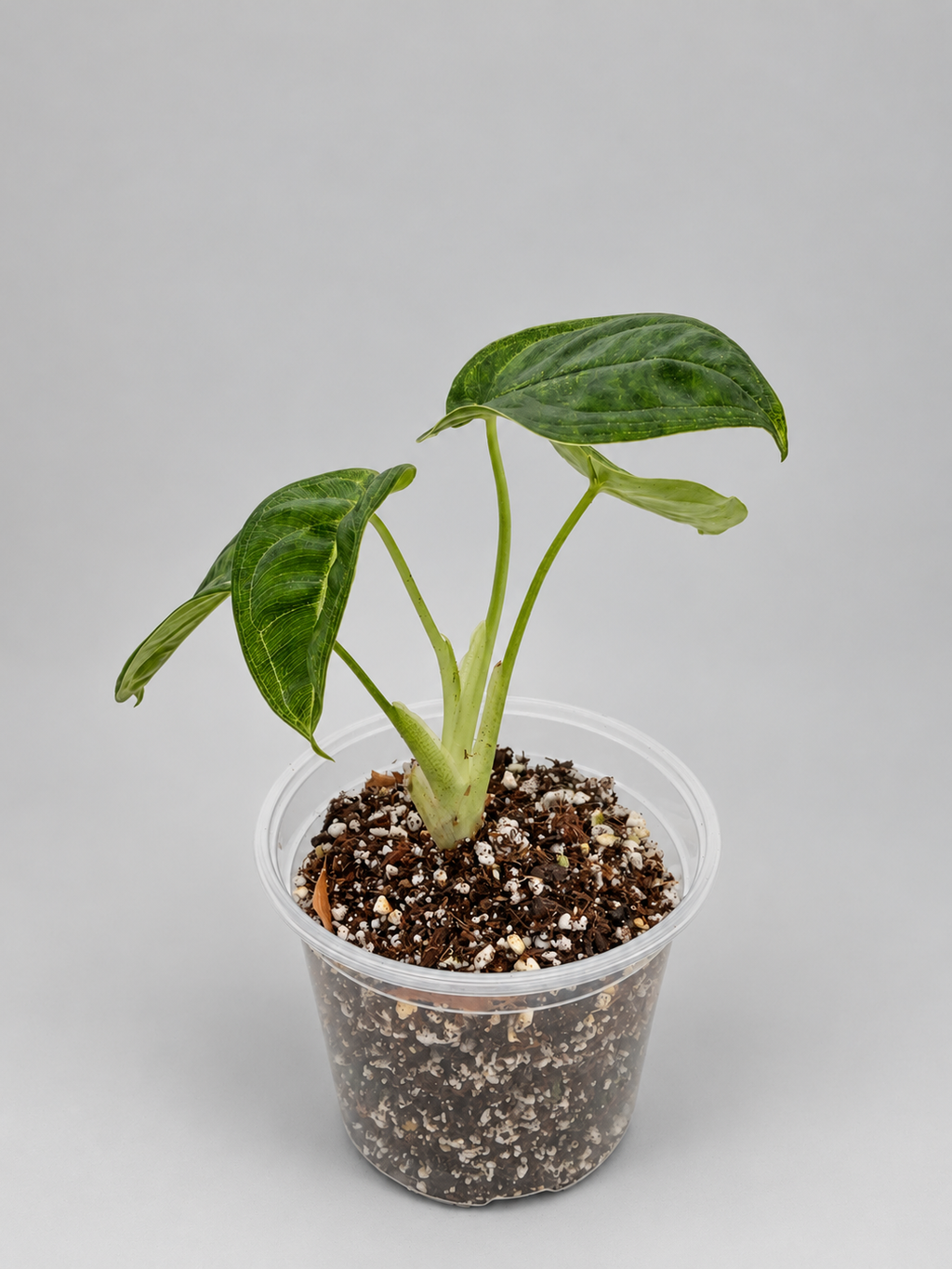 0004 - Anthurium Crystal NOID