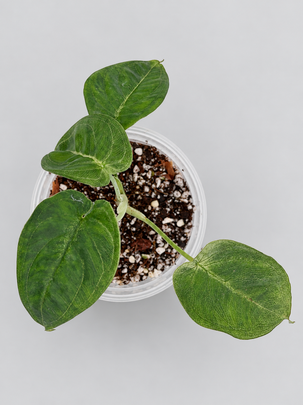 0004 - Anthurium Crystal NOID