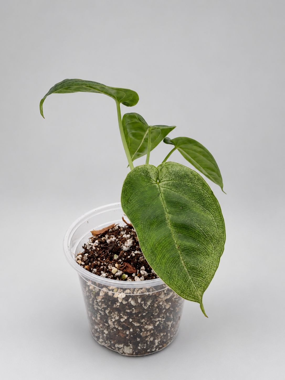 0004 - Anthurium Crystal NOID