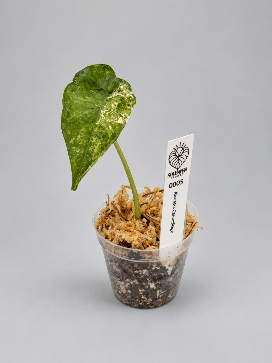 0005 - Alocasia Camouflage Pup