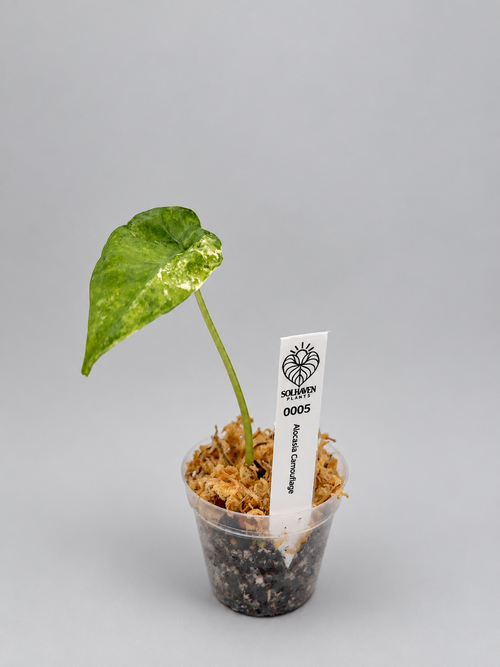 0005 - Alocasia Camouflage Pup
