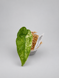0005 - Alocasia Camouflage Pup