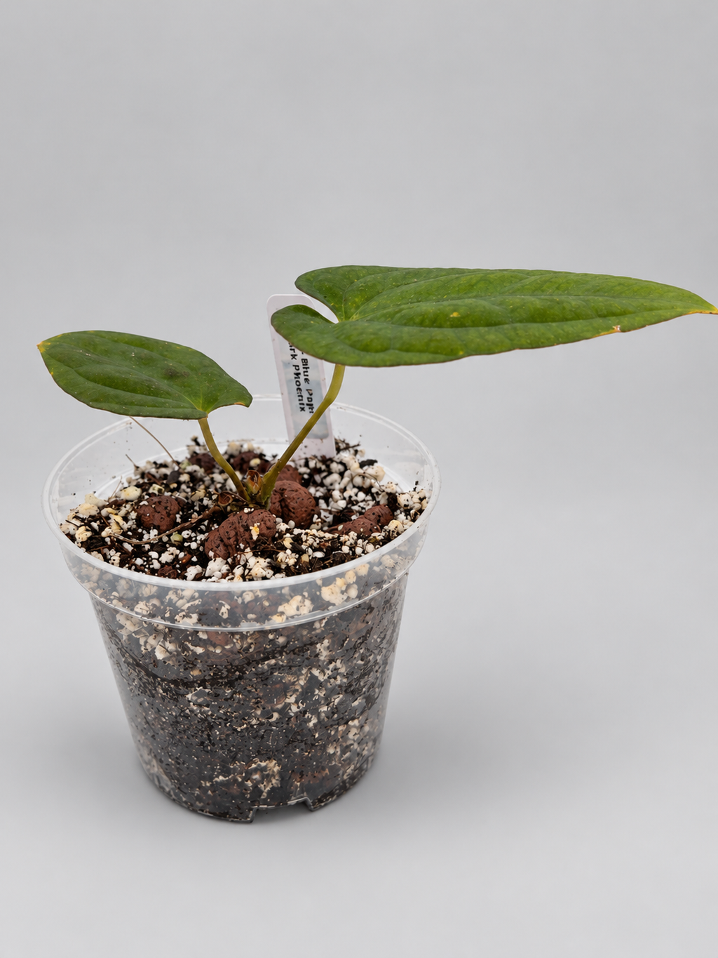0006 - Anthurium Blue Papi × Dark Phoenix