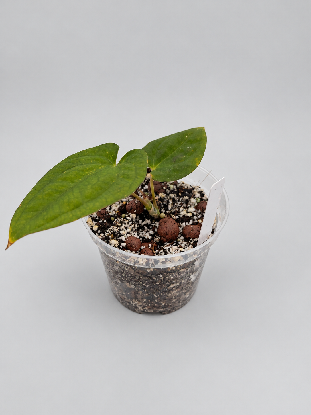 0006 - Anthurium Blue Papi × Dark Phoenix