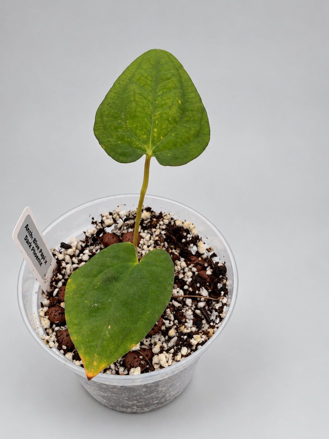 0006 - Anthurium Blue Papi × Dark Phoenix