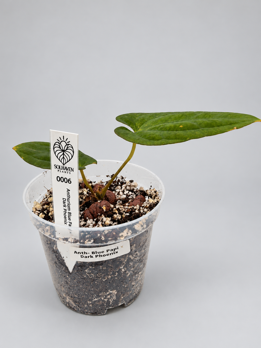 0006 - Anthurium Blue Papi × Dark Phoenix